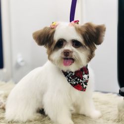 gentle dog grooming near me