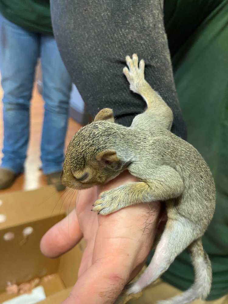 Summit Wildlife Removal