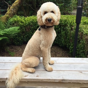 Nv Energy Phone Number >> Best In Show Dog Grooming - 31 Photos & 22 Reviews - Pet Groomers - 519 Chetco Ave, Brookings ... Nv Energy Phone Number >> Best In Show Dog Grooming - 31 Photos & 22 Reviews - Pet Groomers - 519 Chetco Ave, Brookings ...