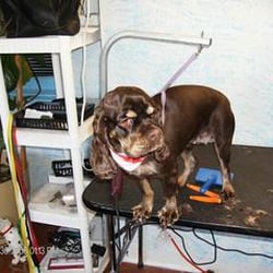 dog grooming concord nc dog grooming concord nc