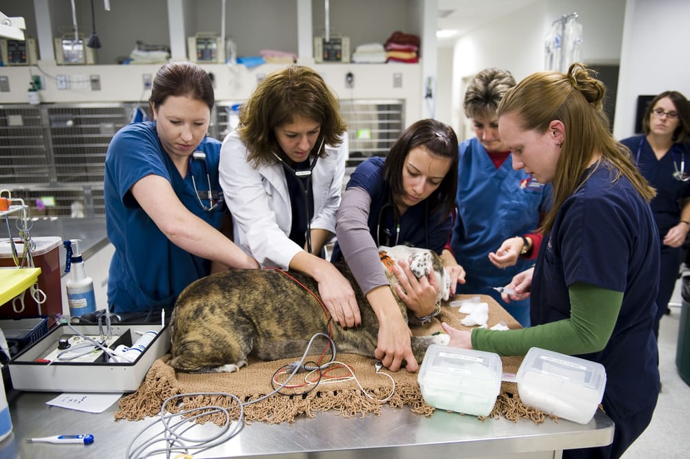 Animal Emergency Critical Care Veterinarians 165 Ft Evans Rd NE