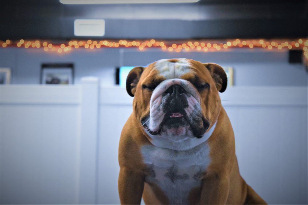 D.O.G Fort Lauderdale
