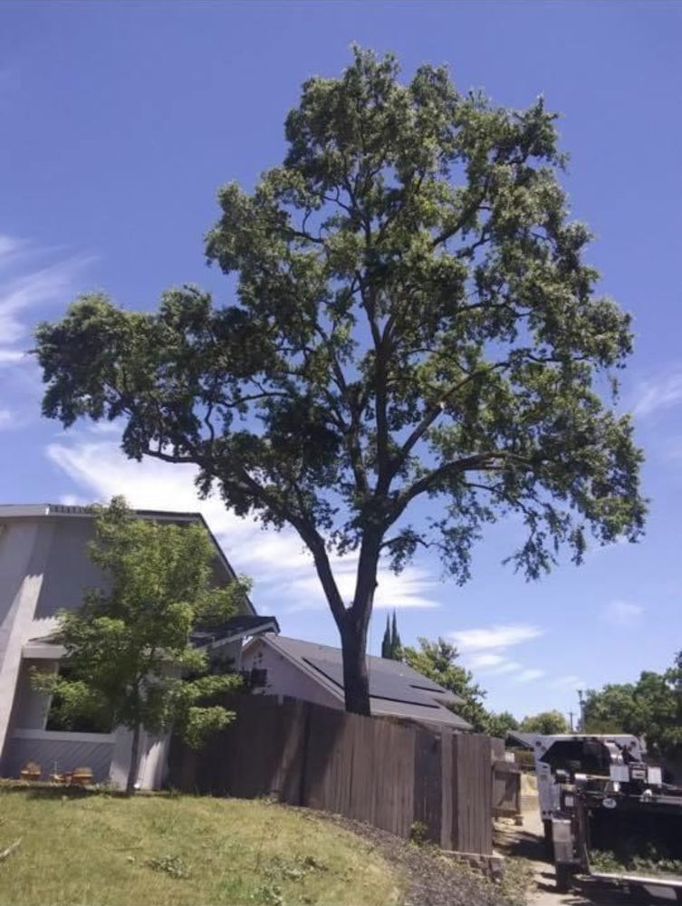 Heartwood Professional Tree Management