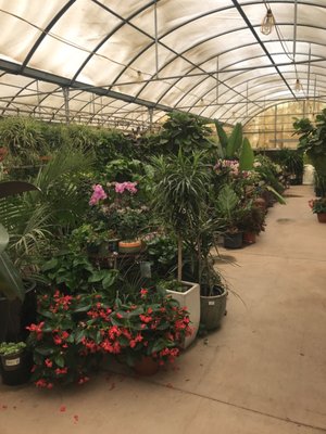 Whitfill Nursery 820 N Cooper Rd Gilbert Az Garden Centers Whitfill Nursery 820 N Cooper Rd Gilbert Az Garden Centers