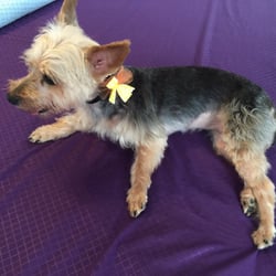 grooming sarasota s mobile grooming est 233 tica de mascotas sarasota fl estados unidos grooming sarasota s mobile grooming est 233 tica de mascotas sarasota fl estados unidos