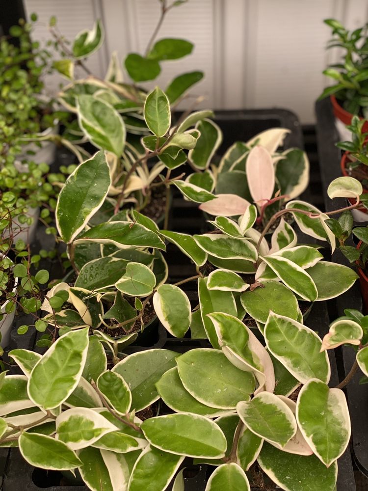 Payless Hardware, Rockery & Nursery