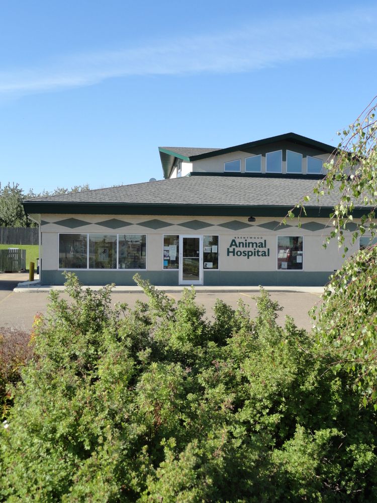 Brentwood Animal Hospital 24 Photos Veterinarians 185 Ordze Ave