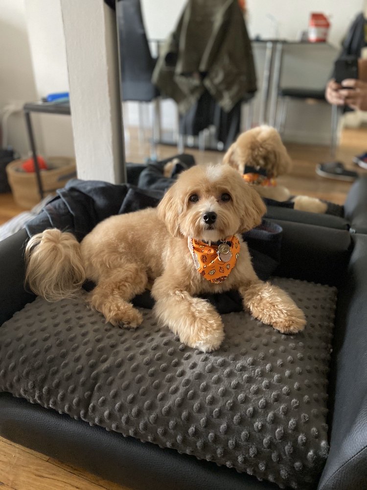 astoria grooming holistic pet spa