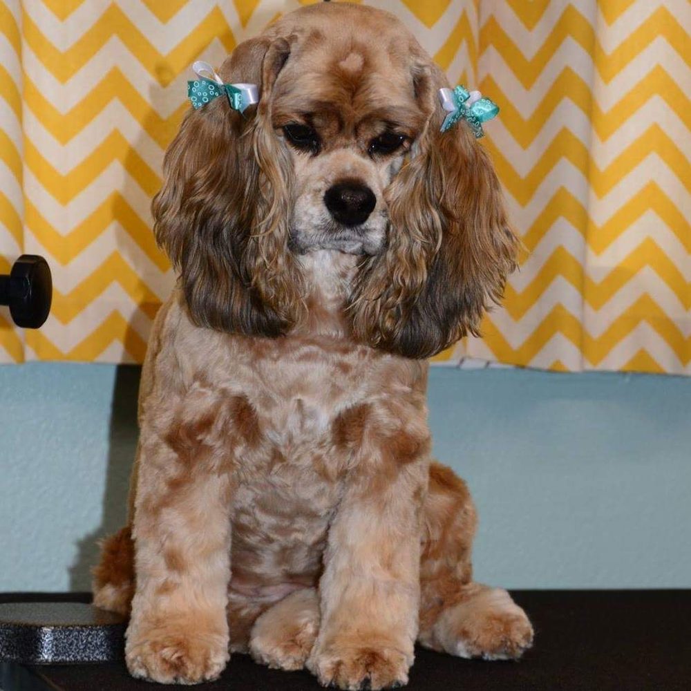 Four Paw Spa Grooming