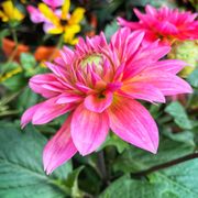 The Bruce Company 44 Photos 17 Reviews Nurseries Gardening The Bruce Company S