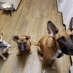 K 9 Resorts Daycare Luxury Hotel 12 Photos 23 Reviews Pet Photo Of K 9 Resorts Daycare Luxury Hotel Fairfield Nj United