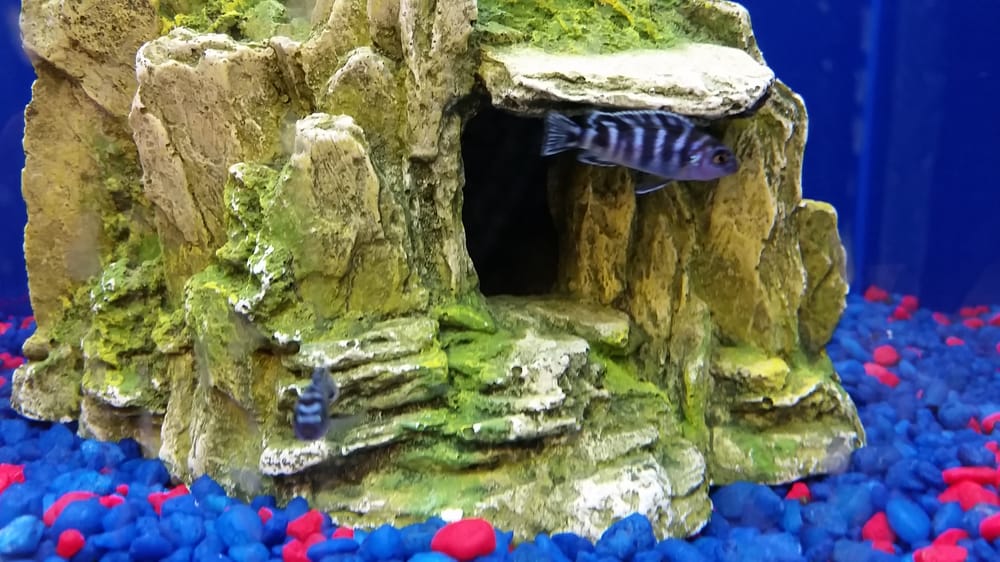 PetSmart Pet Training 4045 Dowlen Rd, Beaumont, TX Phone Number