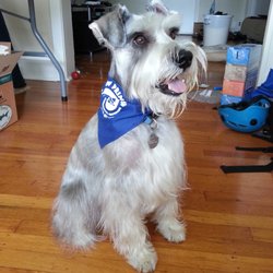 Photo of Paw Prints Professional Grooming - Philadelphia, PA, United States.