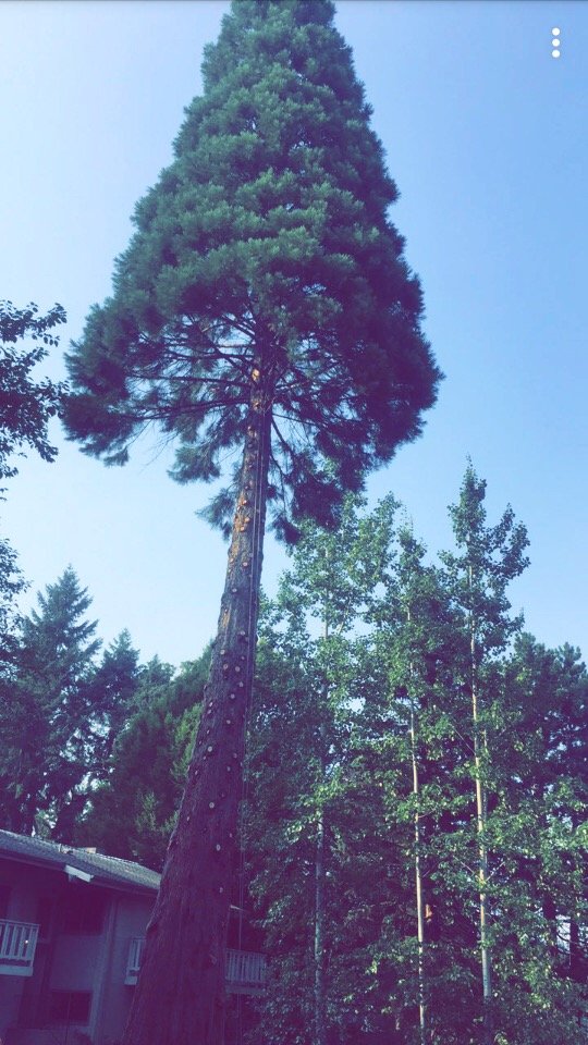 Five Star Tree Service