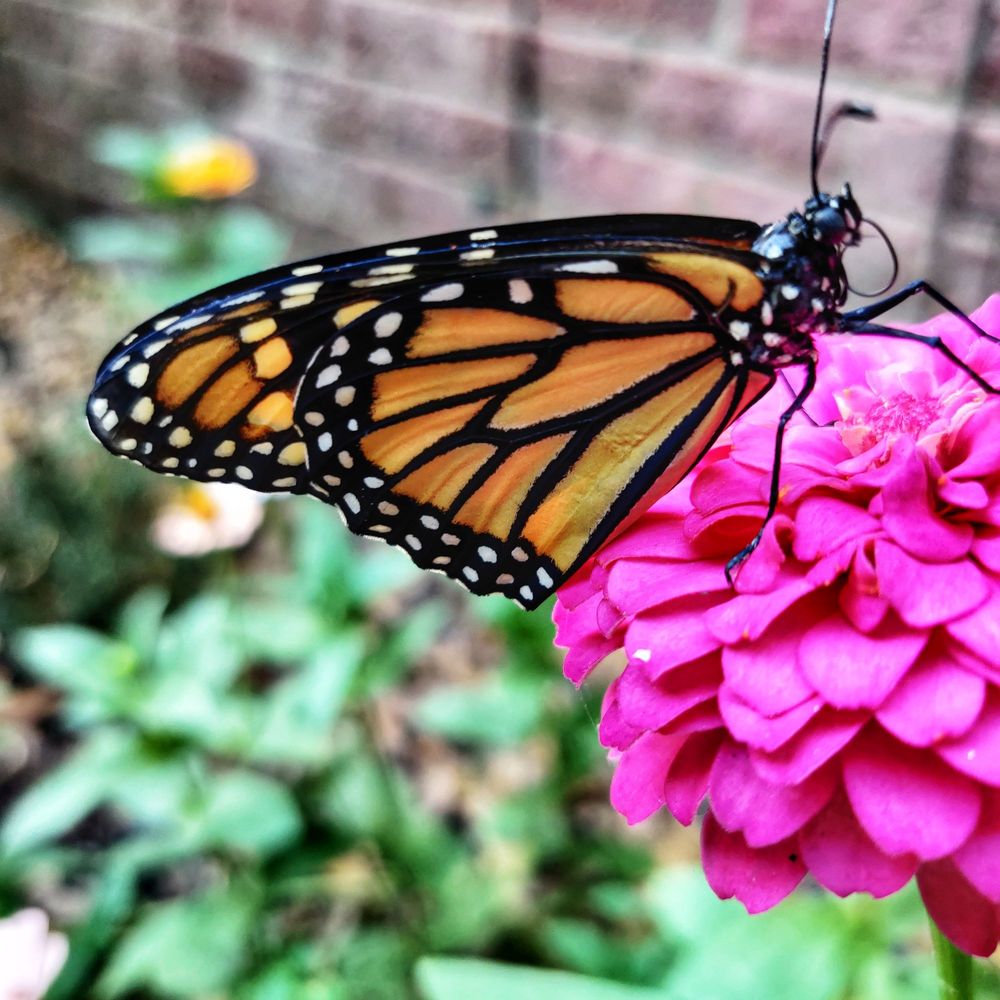 image of business Mammoth Foundation Repair