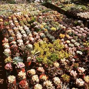 Hashimoto Nursery 122 Photos 100 Reviews Nurseries Gardening Rock Landscape Photo Of Hashimoto Nursery Los Angeles Ca United States