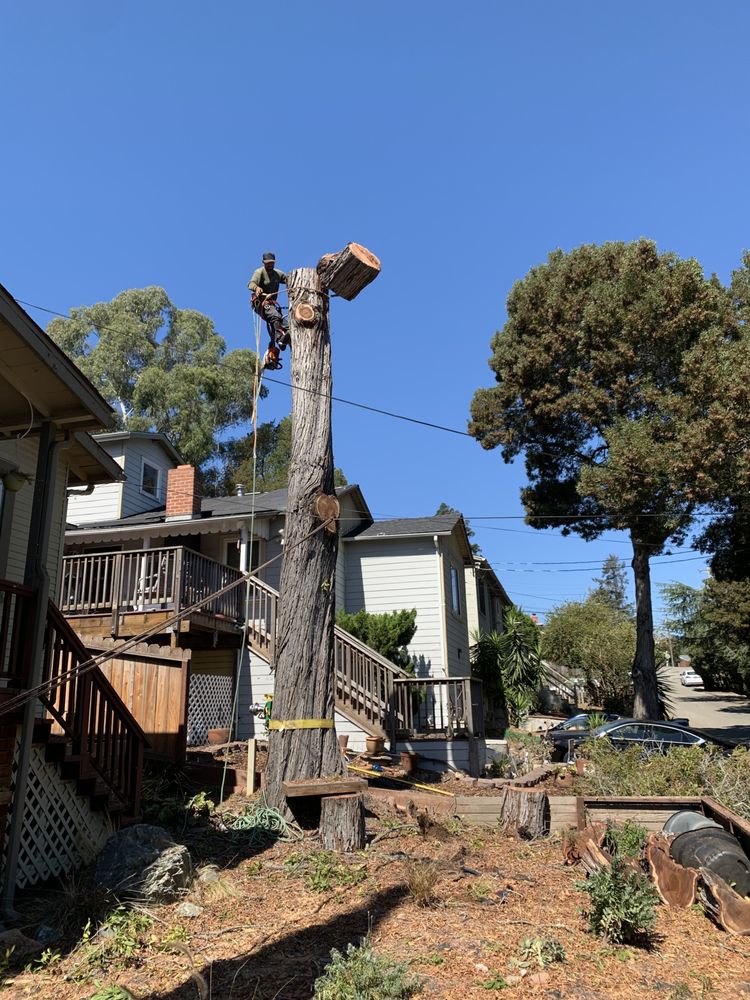 MS Tree Services