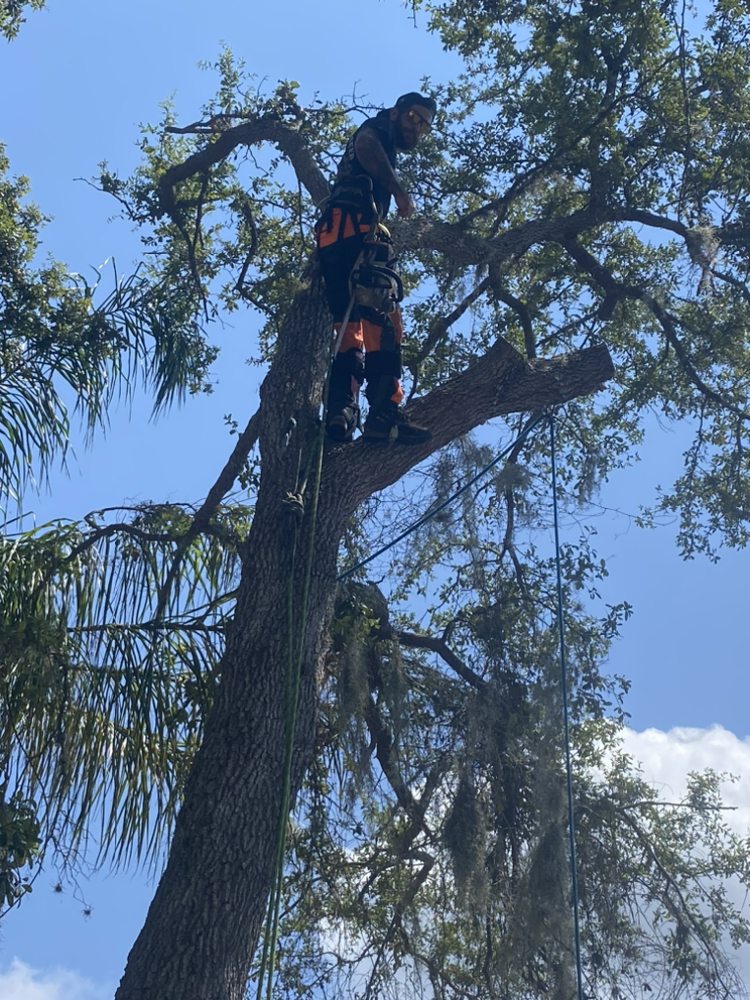 The Perfect Cut Tree Service