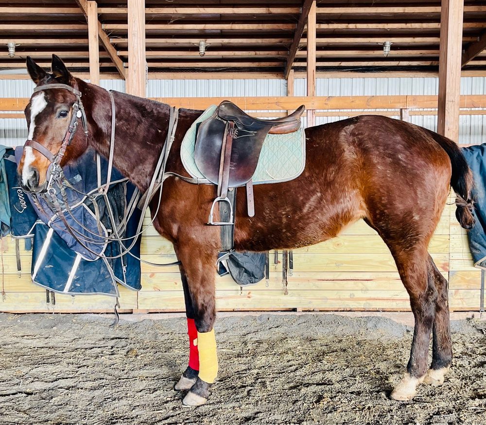 Battlefield Park Polo Club & Equestrian Center