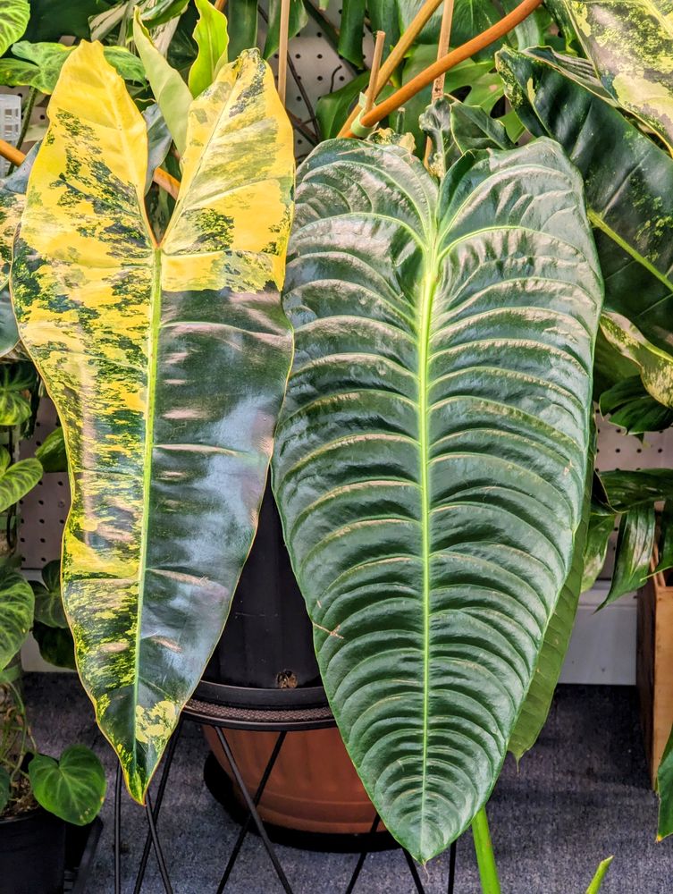 Variegated Ventures