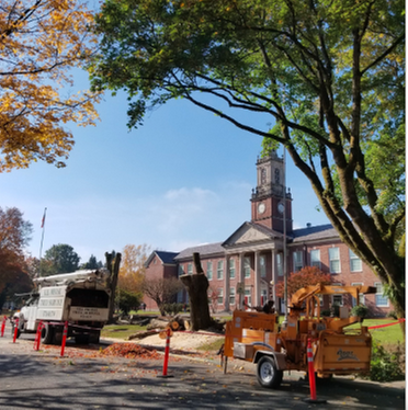 All Phase Tree Service