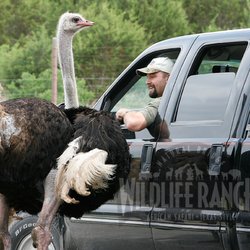 Wildlife ranch san antonio coupons
