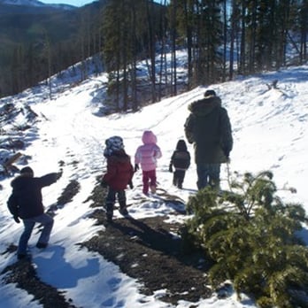 photo of junior forest wardens christmas tree cutting lot bragg creek ab canada - Christmas Tree Cutting photo of junior forest wardens christmas tree cutting lot bragg creek ab canada - Christmas Tree Cutting
