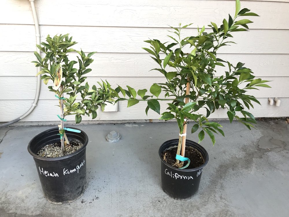 God’s Little Acre Nursery 24 Photos & 80 Reviews Nurseries