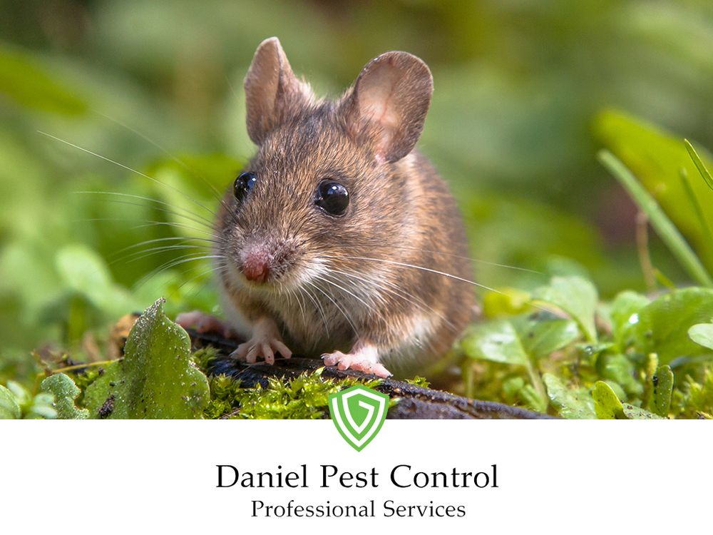 Daniel Pest Control