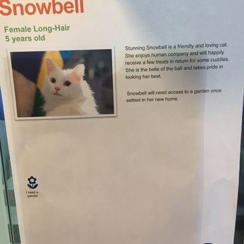 Battersea Cats And Dogs Home Phone Number Battersea Cats And Dogs Home Phone Number