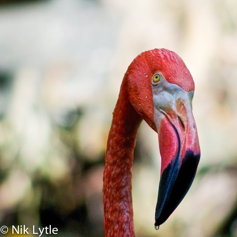 Palm Beach Zoo 333 Photos & 101 Reviews Zoos 1301 Summit Blvd