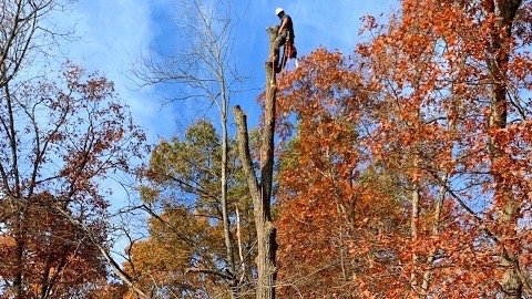 Rich The Tree Guy
