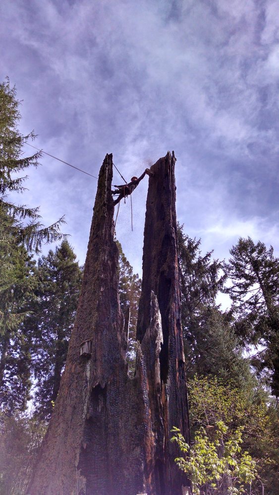 Cutting Edge Tree Service