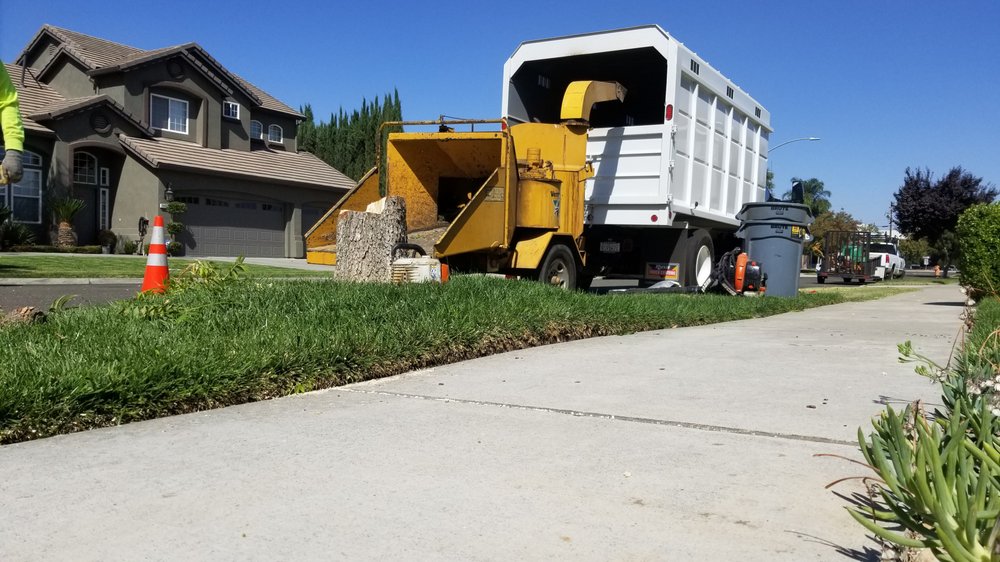 Blue Pine Tree Service