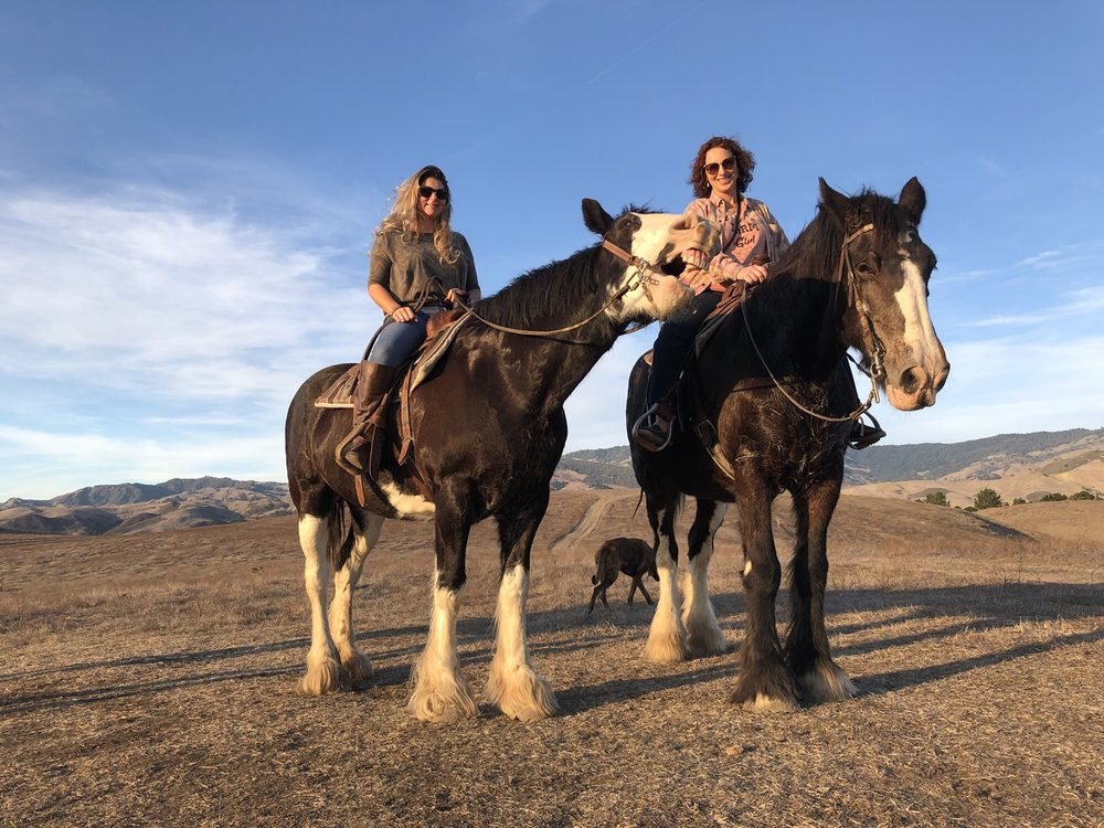 Covells California Clydesdales 84 Photos & 30 Reviews Horseback