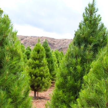 peltzer pines choose cut christmas tree farms 22 peltzer pines choose cut christmas tree farms 22