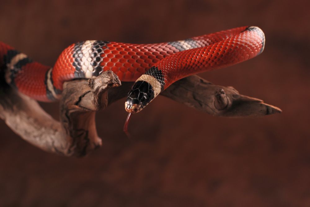 Scales ‘N Tails Las Vegas 42 Photos & 56 Reviews Reptile Shops