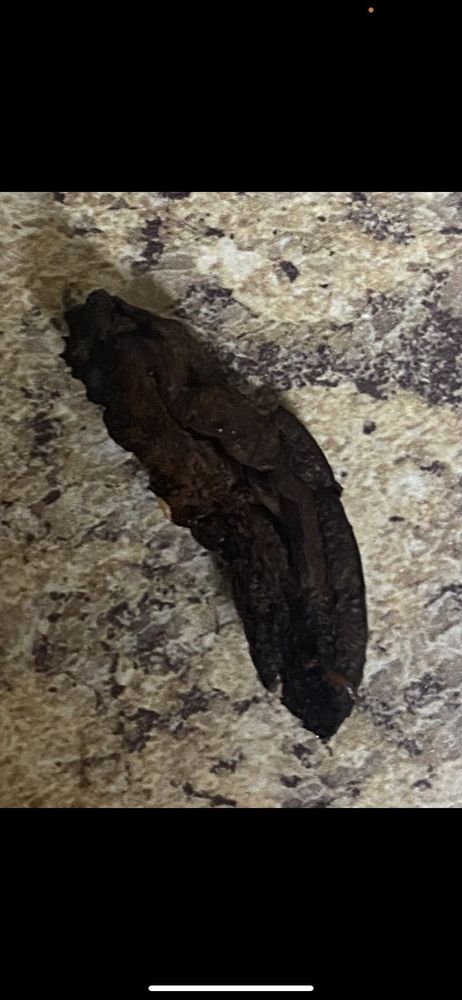 Seabeck Pizza of Port Orchard