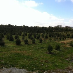luers christmas tree farm 83 photos christmas trees luers christmas tree farm 83 photos christmas trees