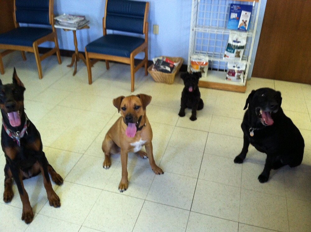 Jermantown Animal Hosptial