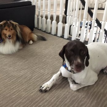 Whiskers Dog Grooming Chatsworth Whiskers Dog Grooming Chatsworth