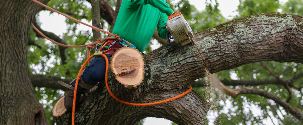 Pell Tree Company