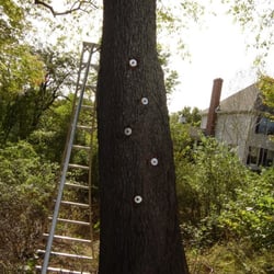 Tree Service Middlebury  Photo of Weise Choice Tree Services - Middlebury, CT, United States. 5 Rod