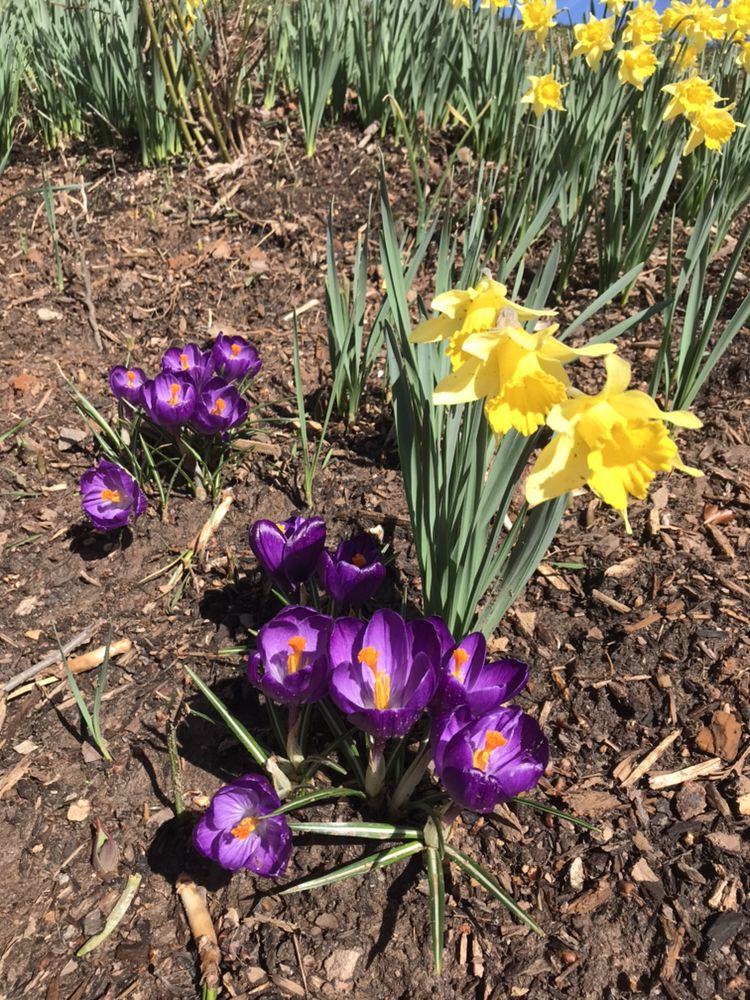 Garden Thyme Landscaping