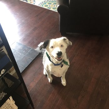 It S A Dog S Life Grooming Littleton It S A Dog S Life Grooming Littleton