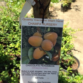 Champa Nursery 101 Photos 28 Reviews Nurseries Gardening Photo Of Champa Nursery El Monte Ca United States Chocolate Persimmon
