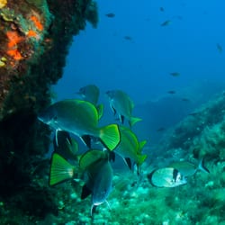 Plongee Sous Marine Corse Adresse, Avis & Tarif TripAdvisor