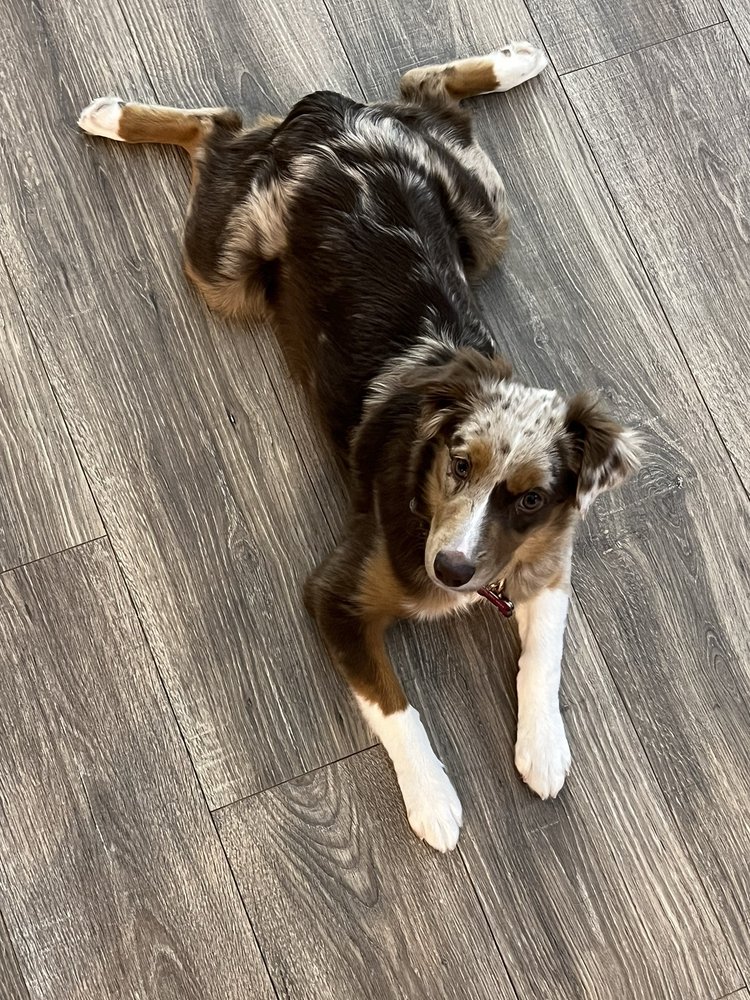 Zoomin Groomin - Mooresville