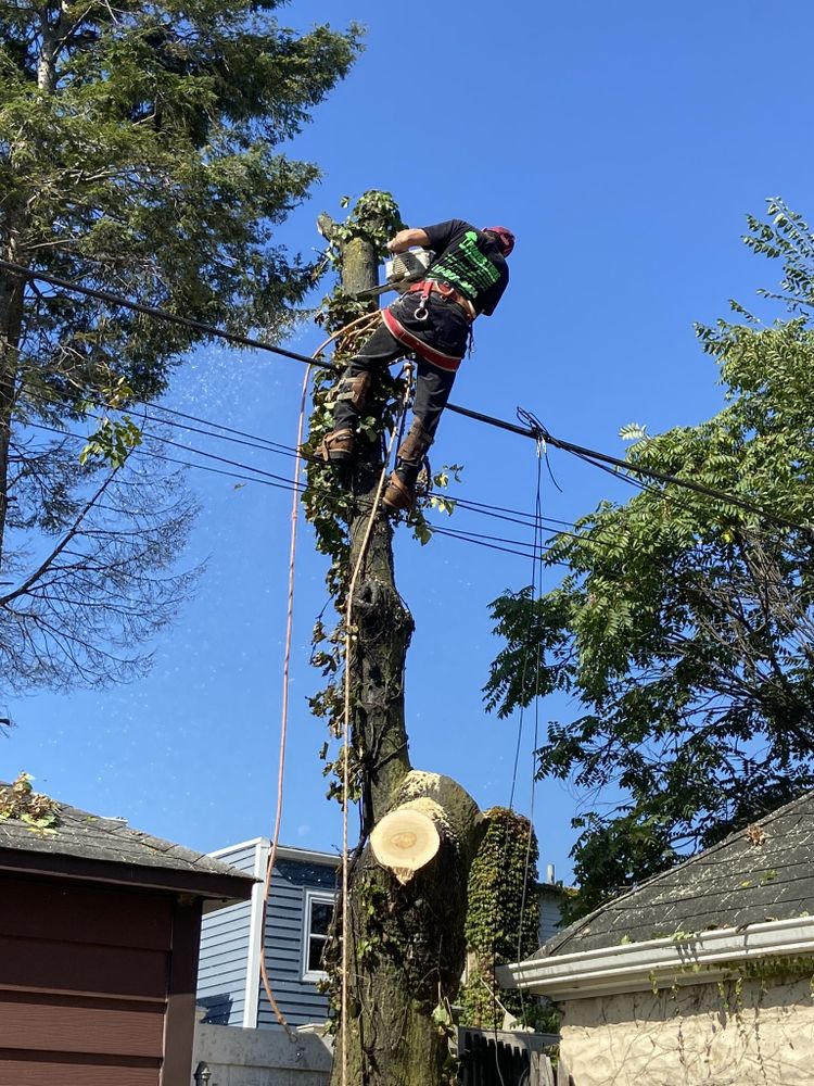 Power Tree Removal 