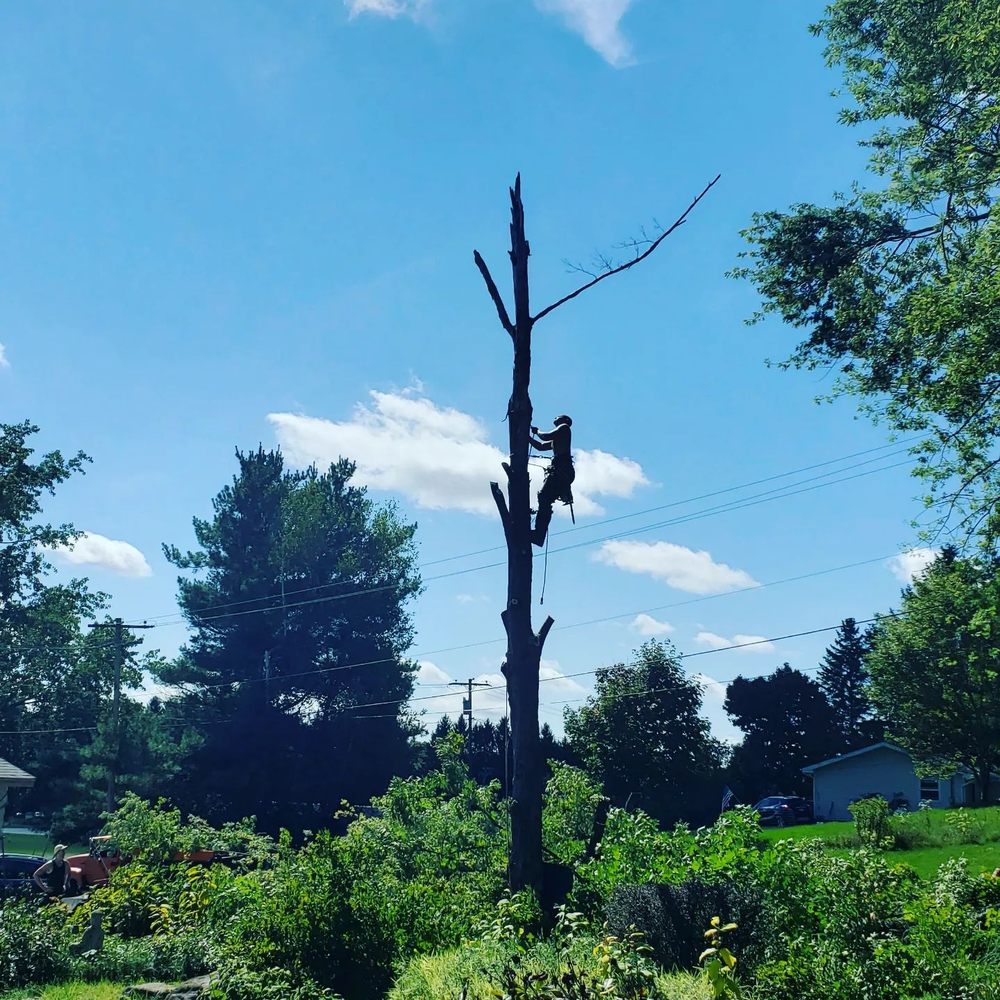 Apex Tree Service